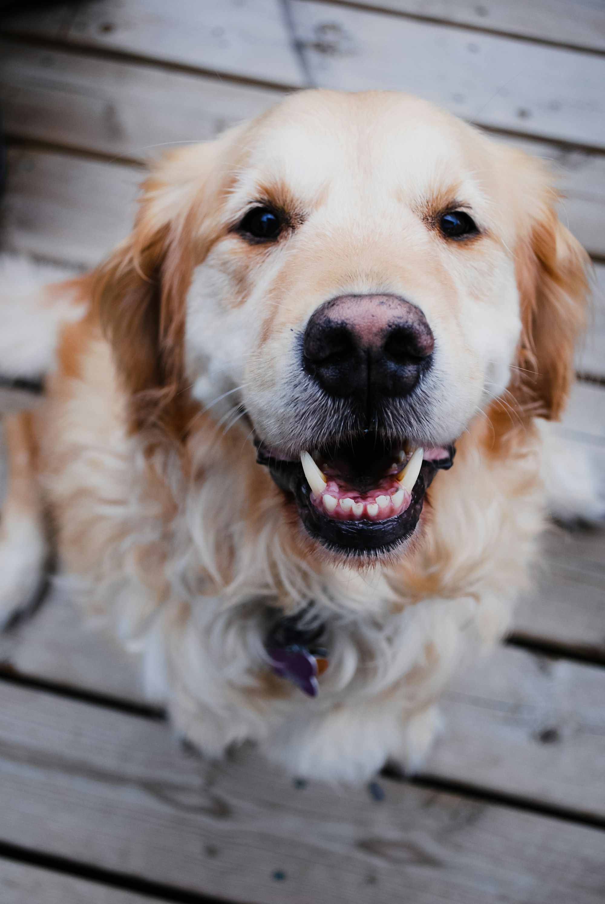 A happy golden retriever with a fluffy golden coat
